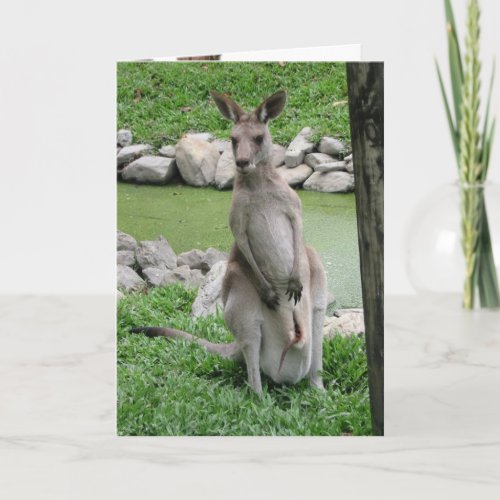 Australia Beckons _ Kangaroo Birthday Card