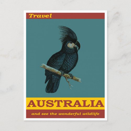 Australia Black Cockatoo Bird Vintage Travel Postcard