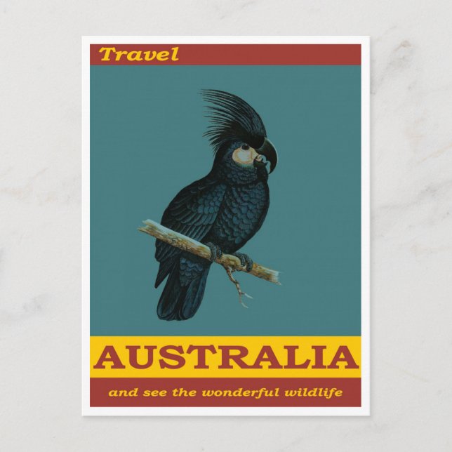 Australia Black Cockatoo Bird Vintage Travel Postcard (Front)