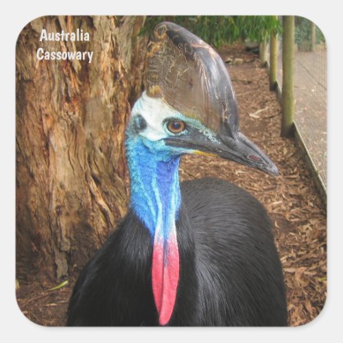 Australia Cassowary Bird Square Sticker