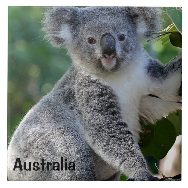 Australia: Cute cuddly Australian koala Ceramic Tile (Front)