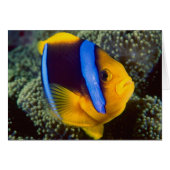 Australia, Great Barrier Reef, Anemonefish (Front Horizontal)