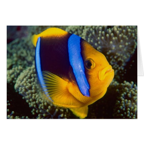 Australia Great Barrier Reef Anemonefish