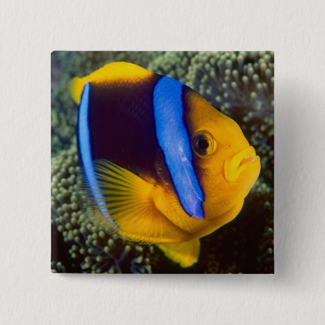 Australia, Great Barrier Reef, Anemonefish Button (Front)