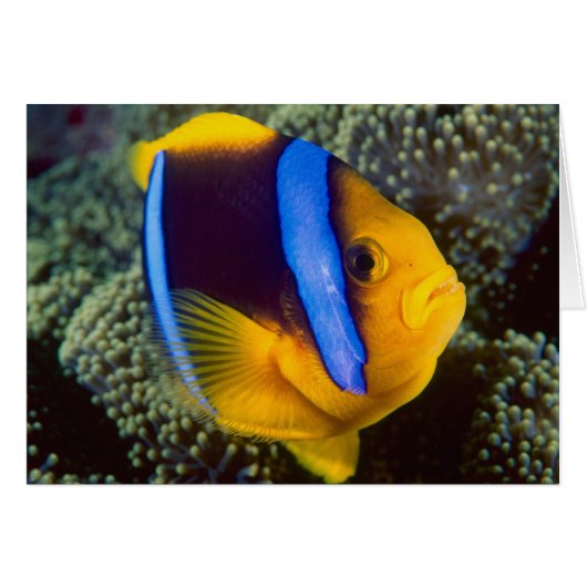 Australia, Great Barrier Reef, Anemonefish Cards (Front Horizontal)