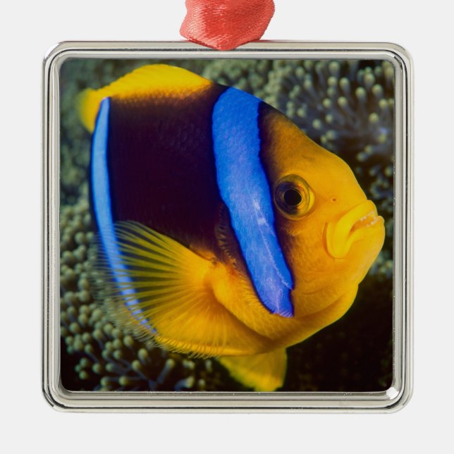 Australia, Great Barrier Reef, Anemonefish Metal Ornament (Front)