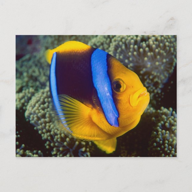 Australia, Great Barrier Reef, Anemonefish Postcard (Front)