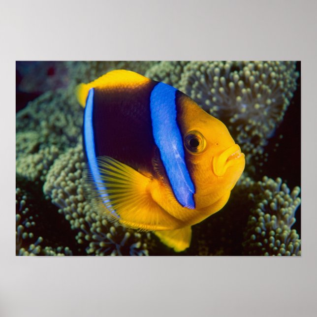 Australia, Great Barrier Reef, Anemonefish Poster (Front)