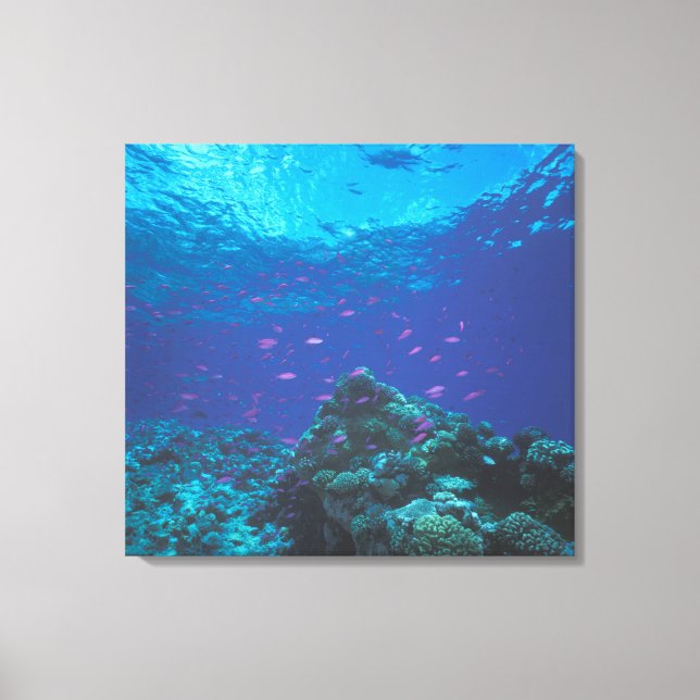 Australia, Great Barrier Reef. Swarming Purple Canvas Print (Front)