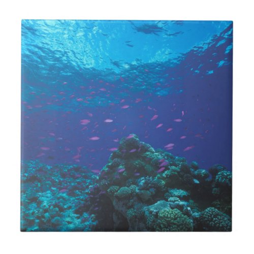 Australia Great Barrier Reef Swarming Purple Ceramic Tile