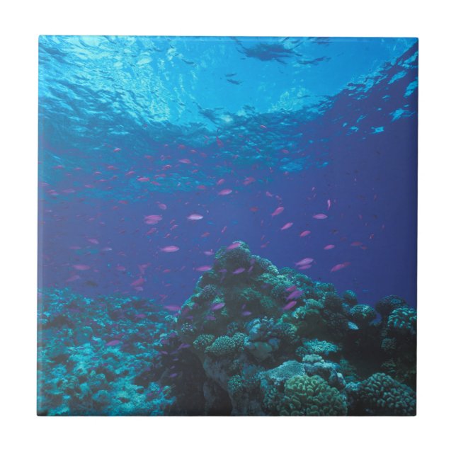 Australia, Great Barrier Reef. Swarming Purple Ceramic Tile (Front)