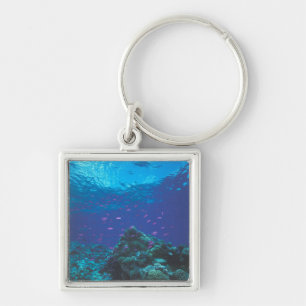 Australia, Great Barrier Reef. Swarming Purple Keychain