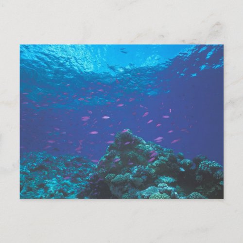 Australia Great Barrier Reef Swarming Purple Postcard