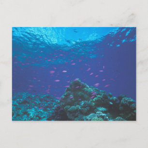 Australia, Great Barrier Reef. Swarming Purple Postcard