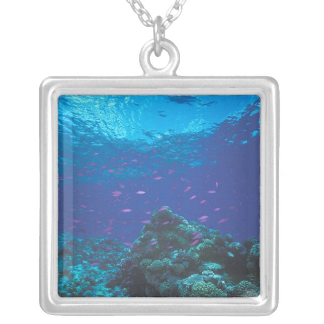 Australia, Great Barrier Reef. Swarming Purple Silver Plated Necklace (Front)