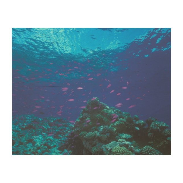 Australia, Great Barrier Reef. Swarming Purple Wood Wall Art (Front)