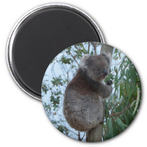 Australia Kangaroo Island Cute Koala in a Tree Magnet