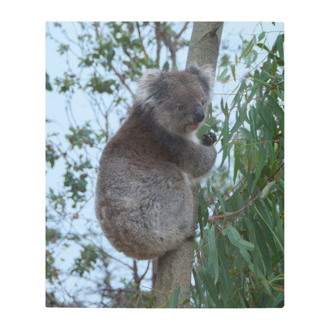 Australia Kangaroo Island Cute Koala in a Tree Metal Print (Front)