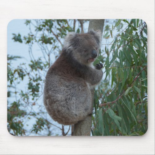 Australia Kangaroo Island Cute Koala in a Tree Mouse Pad