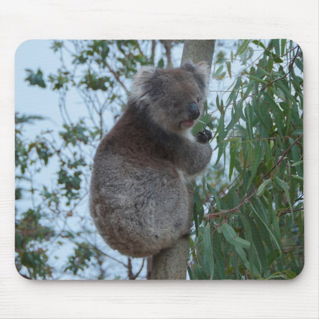 Australia Kangaroo Island Cute Koala in a Tree Mouse Pad (Front)