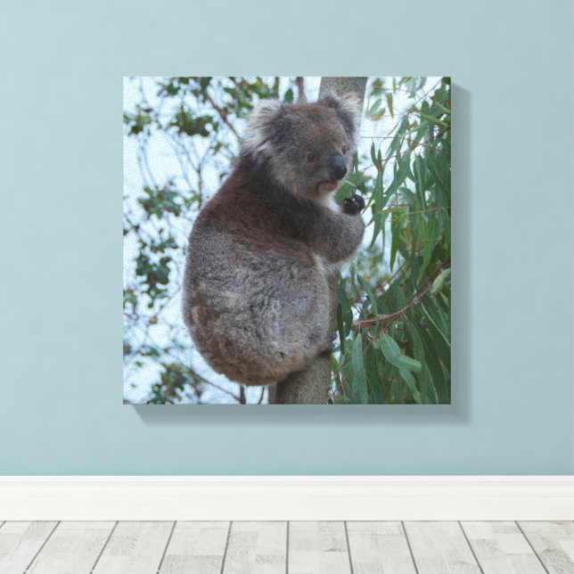 Australia Kangaroo Island Koala in a Tree Canvas Print (Insitu(Wood Floor))