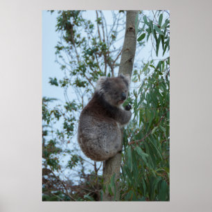 Australia Kangaroo Island Koala in a Tree Poster