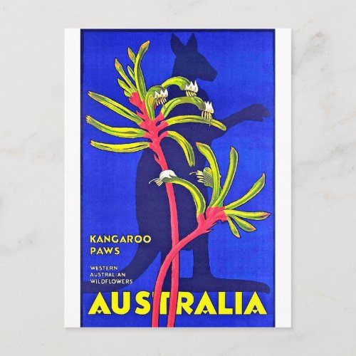 Australia kangaroo paws Australian wildflowers Postcard