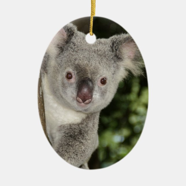 Australia koala bear cute animal ceramic ornament (Front)