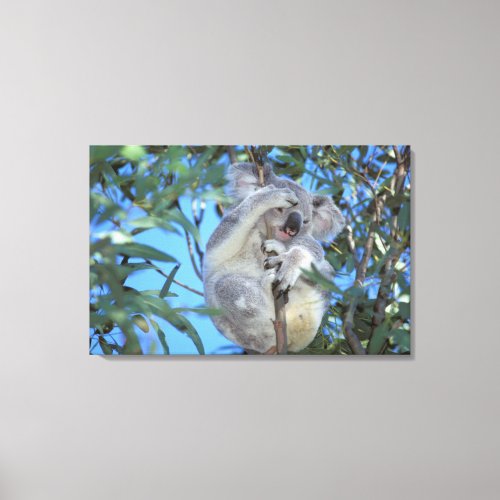 Australia Koala Phasclarctos Cinereus Canvas Print