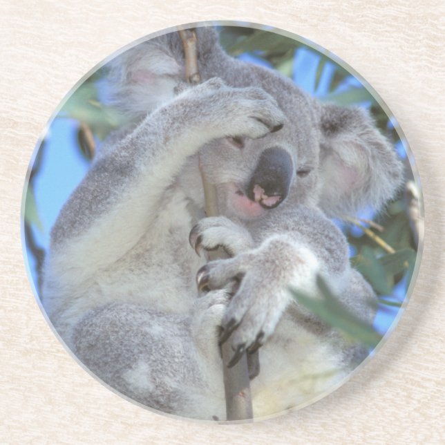 Australia, Koala Phasclarctos Cinereus) Drink Coaster (Front)