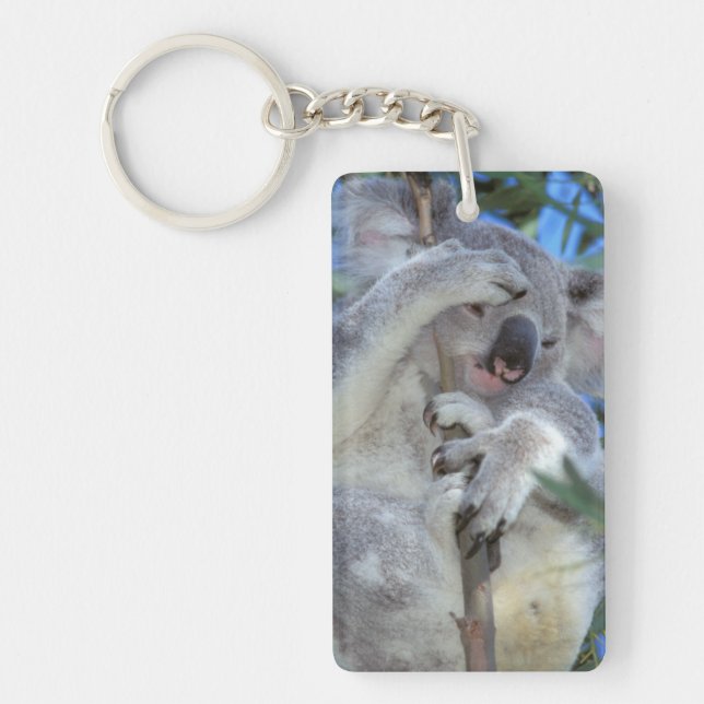 Australia, Koala Phasclarctos Cinereus) Keychain (Front)