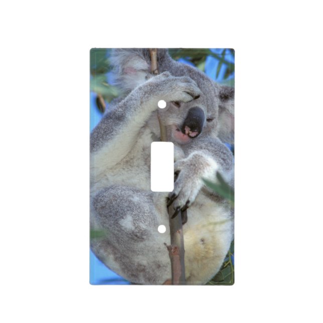 Australia, Koala Phasclarctos Cinereus) Light Switch Cover (Front)