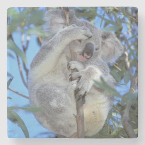 Australia Koala Phasclarctos Cinereus Stone Coaster