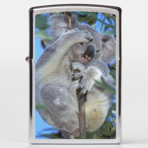 Australia Koala Phasclarctos Cinereus Zippo Lighter
