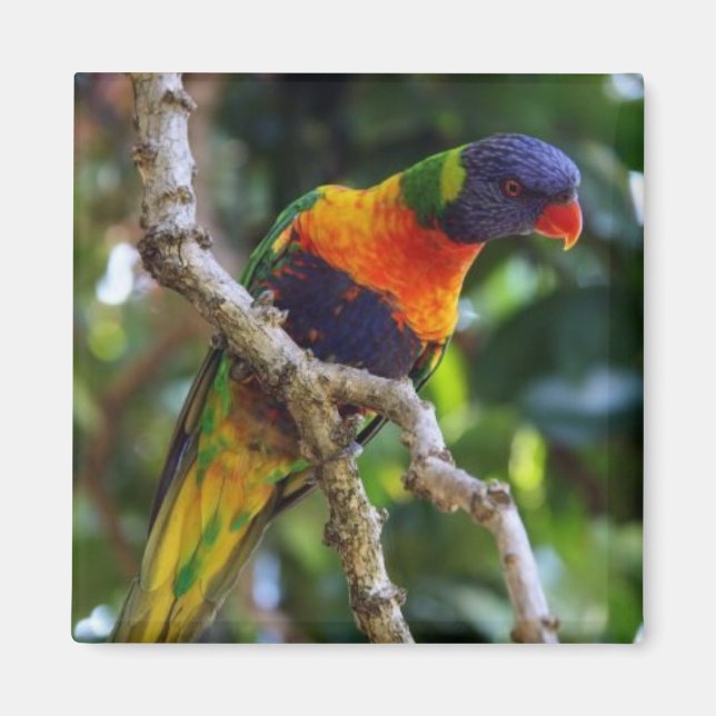 Australia: Lorikeet Bird refrigerator magnet (Front)