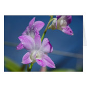 Australia, Northern Territory, Darwin (Front Horizontal)