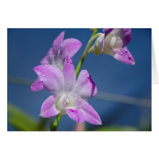 Australia, Northern Territory, Darwin (Front Horizontal)