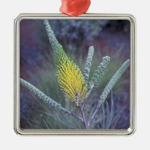 Australia, NT, near Ayers Rock. Springtime bloom Metal Ornament
