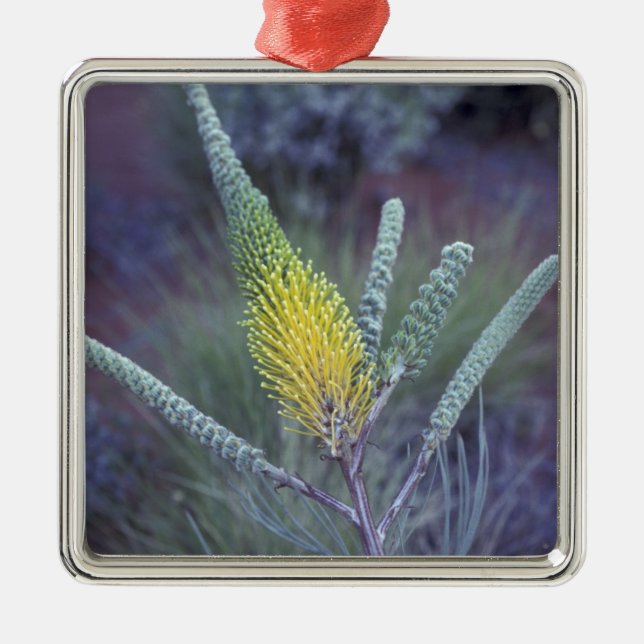 Australia, NT, near Ayers Rock. Springtime bloom Metal Ornament (Front)