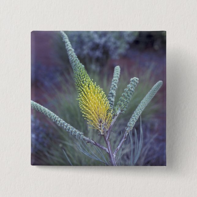 Australia, NT, near Ayers Rock. Springtime bloom Pinback Button (Front)