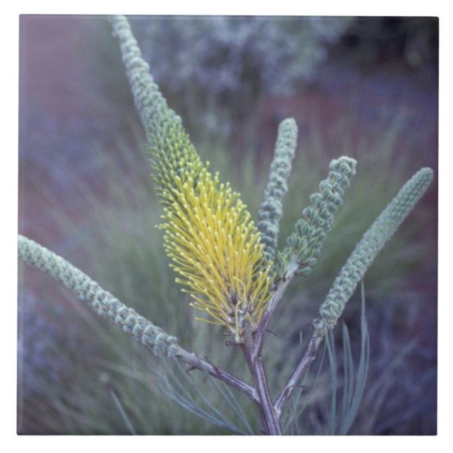 Australia, NT, near Ayers Rock. Springtime bloom Tile (Front)