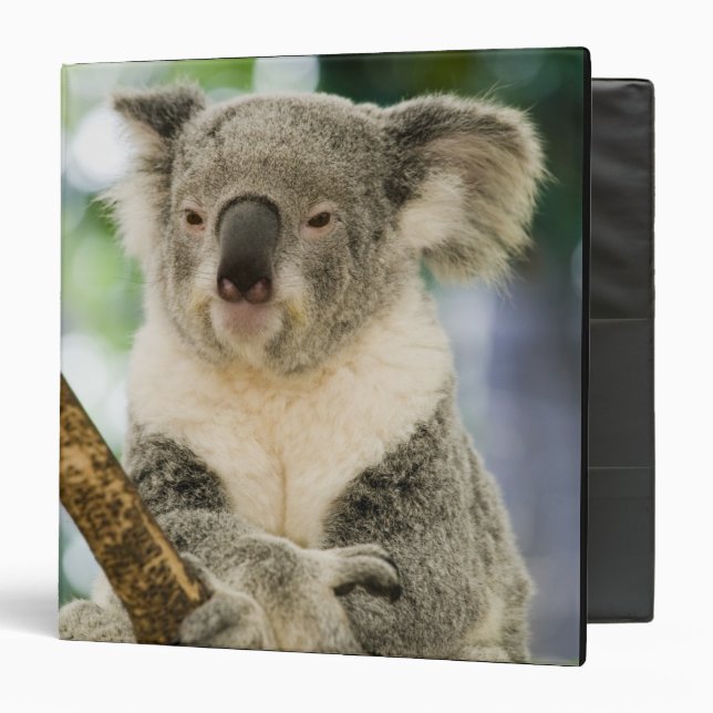 Australia, Queensland, Brisbane, Fig Tree 3 Ring Binder (Front/Inside)