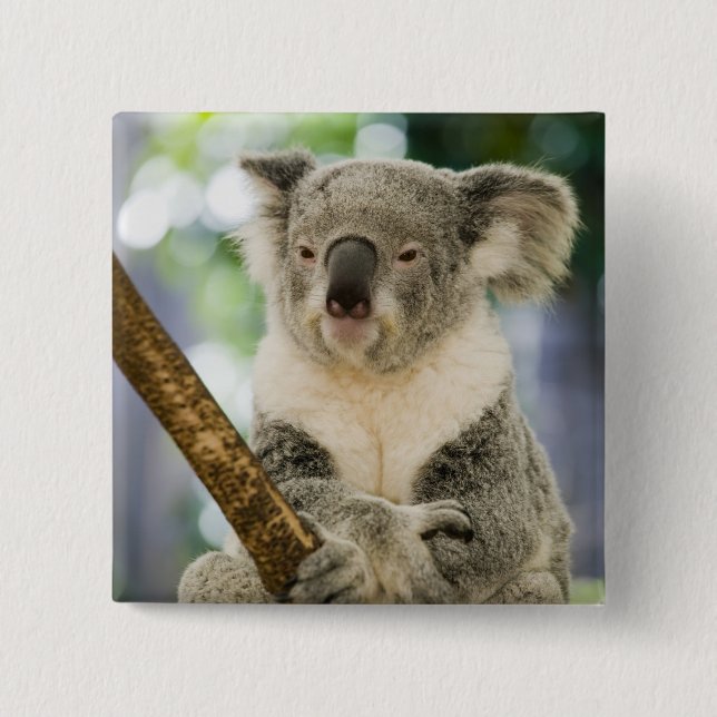 Australia, Queensland, Brisbane, Fig Tree Button (Front)