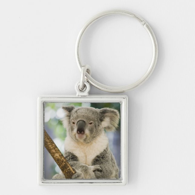 Australia, Queensland, Brisbane, Fig Tree Keychain (Front)