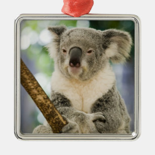 Australia, Queensland, Brisbane, Fig Tree Metal Ornament