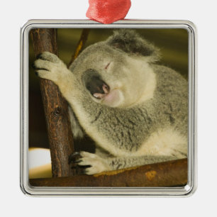 Australia, Queensland, Brisbane. Fig Tree Metal Ornament