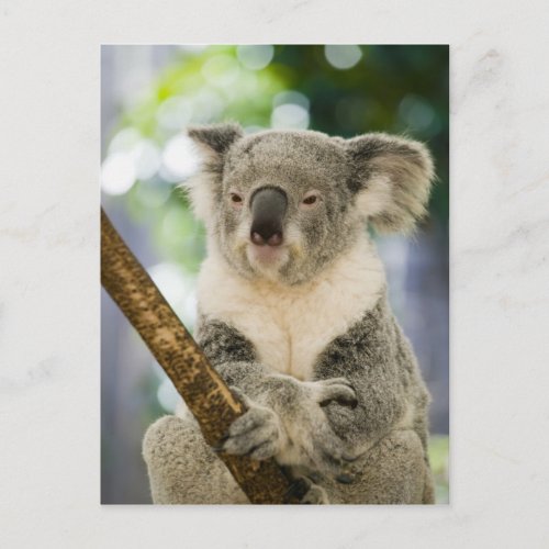 Australia Queensland Brisbane Fig Tree Postcard
