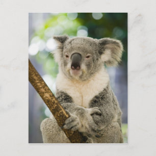 Australia, Queensland, Brisbane, Fig Tree Postcard