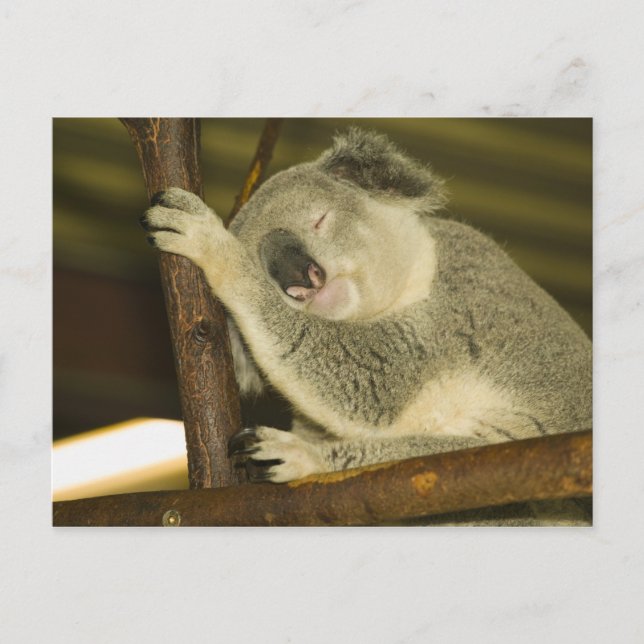 Australia, Queensland, Brisbane. Fig Tree Postcard (Front)