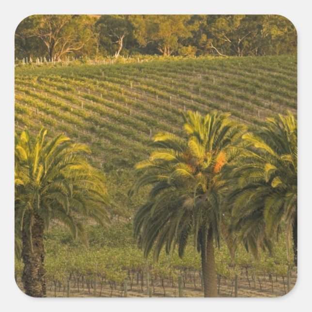 Australia, South Australia, Barossa Valley, Square Sticker (Front)